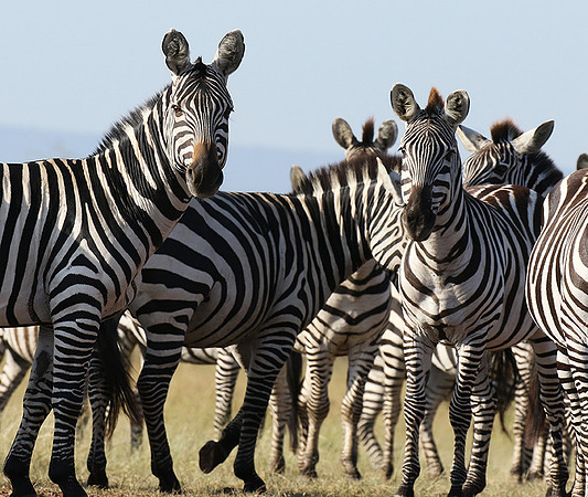 Serengeti - Grumeti Private Reserve