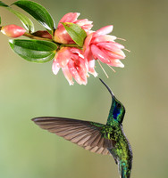Lesser violetear