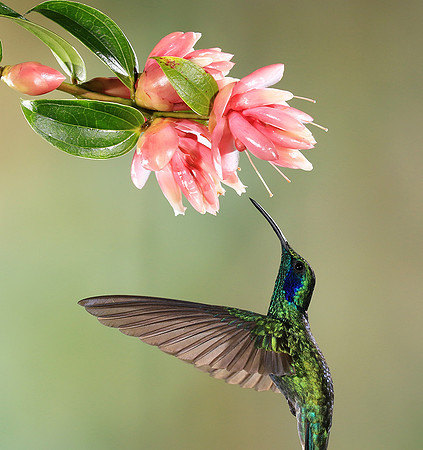 Lesser violetear