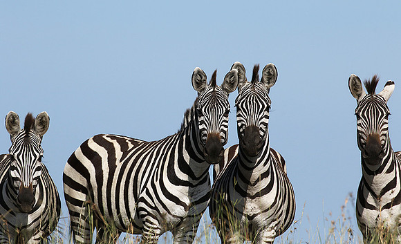 Serengeti - Grumeti Private Reserve