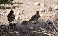 Double-banded courser - Tau Pan