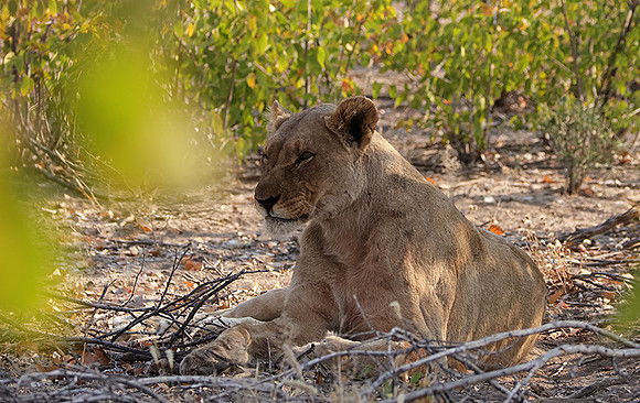 Ongava Private Reserve