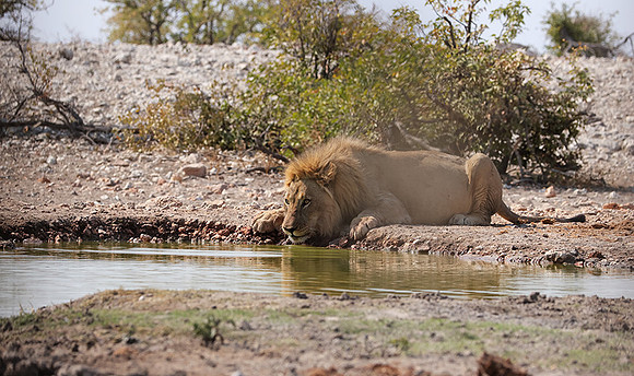 Ongava Private Reserve