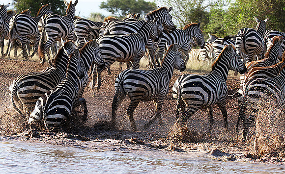 Serengeti - Grumeti Private Reserve