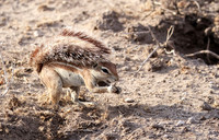Ground sqirrel - Tau Pan