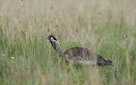 Black-bellied bustard - Borana