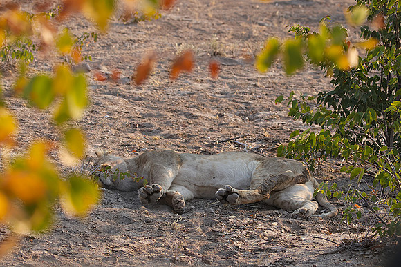 Ongava Private Reserve