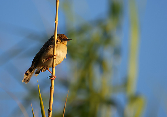 Golden-headed cisticola - Delta of Okavango