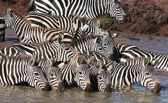 Serengeti - Grumeti Private Reserve