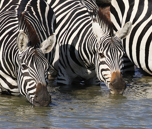 Serengeti - Grumeti Private Reserve