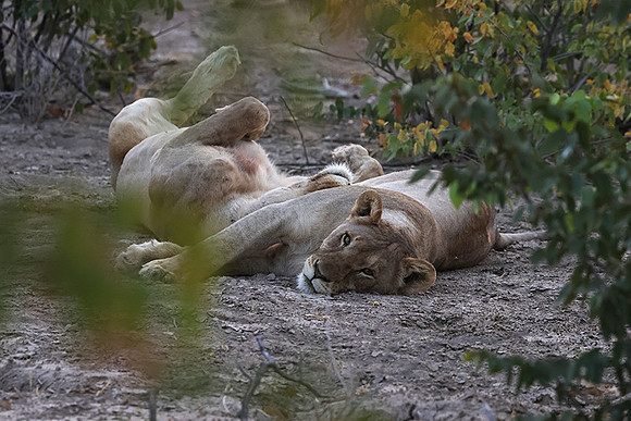Ongava Private Reserve