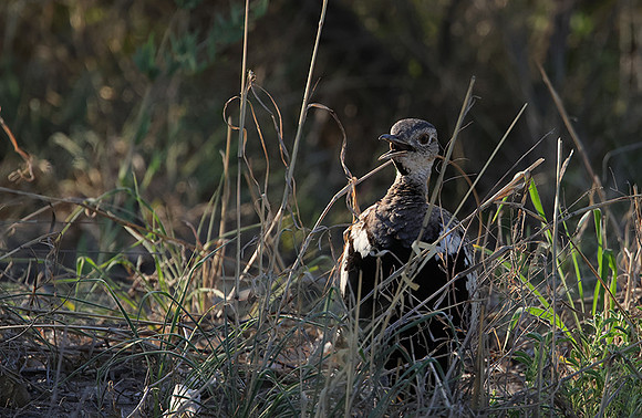Red-crested korhaan - Nxai Pan