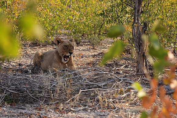 Ongava Private Reserve