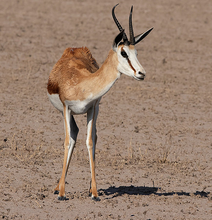 Nxai Pan