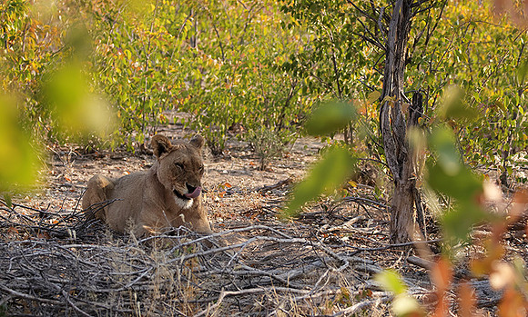 Ongava Private Reserve