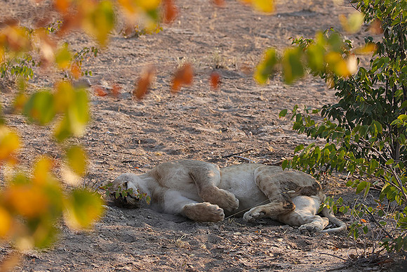 Ongava Private Reserve