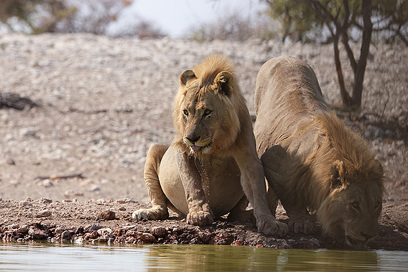 Ongava Private Reserve