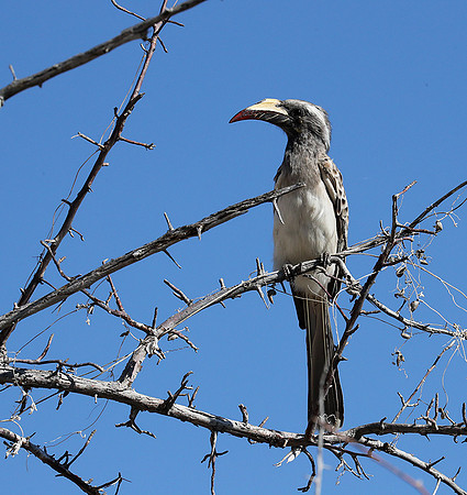 Grey hornbill - Etosha