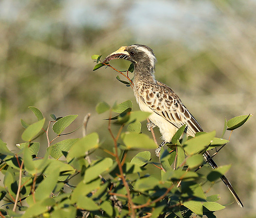 Grey hornbill - Etosha