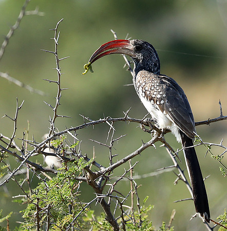 Montero hornbill - Etosha