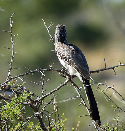 Montero hornbill - Etosha