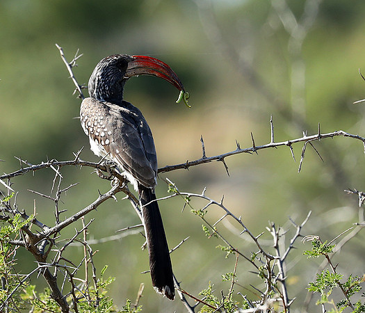 Montero hornbill - Etosha