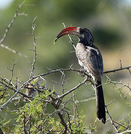 Montero hornbill - Etosha