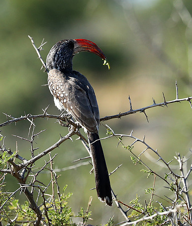 Montero hornbill - Etosha