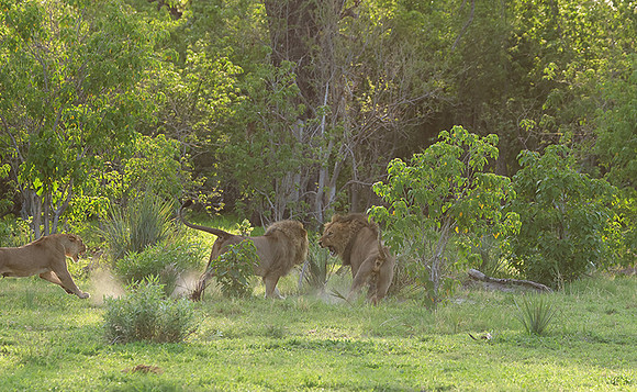 Delta of Okavango