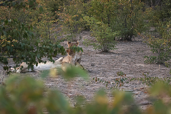 Ongava Private Reserve