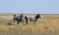 Nxai Pan
