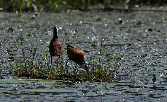 African jacana - Delta Of Okavango