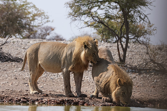 Ongava Private Reserve