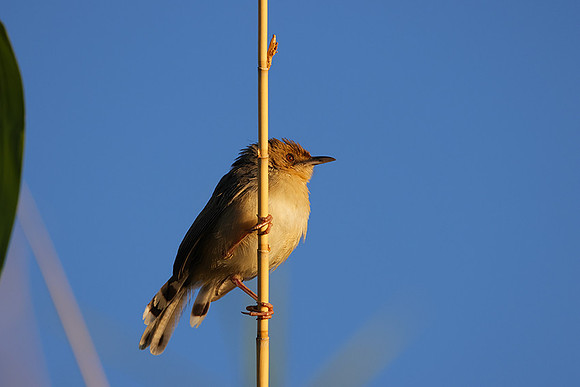 Golden-headed cisticola - Delta of Okavango