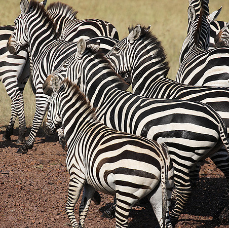 Serengeti - Grumeti Private Reserve
