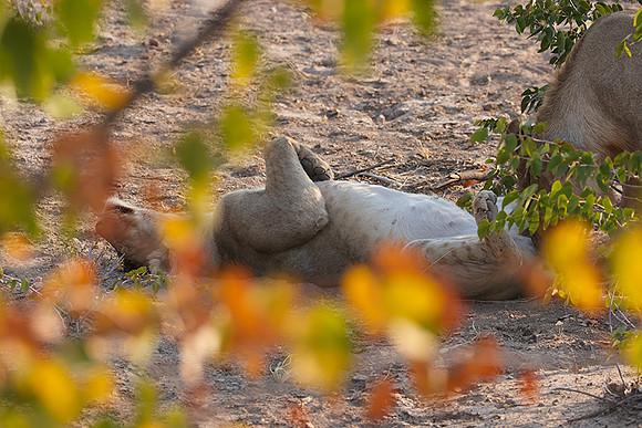 Ongava Private Reserve