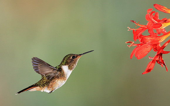 Volcano humming bird