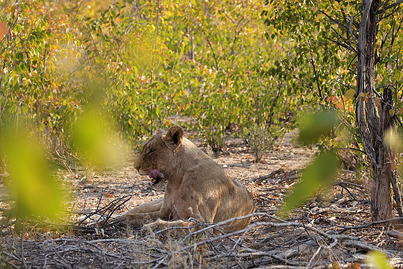 Ongava Private Reserve