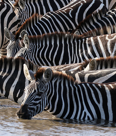Serengeti - Grumeti Private Reserve