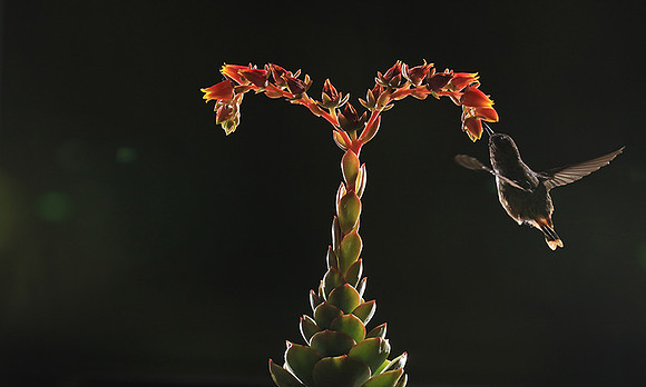 Volcano humming bird