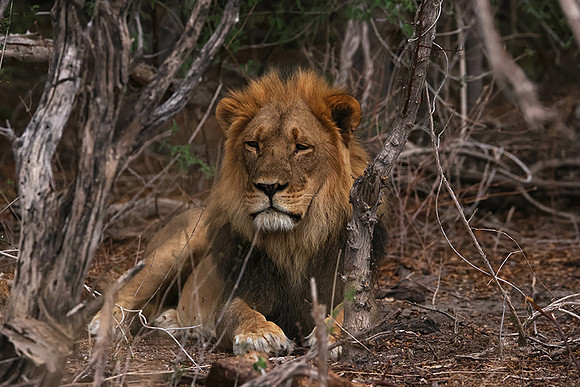 Nxai Pan