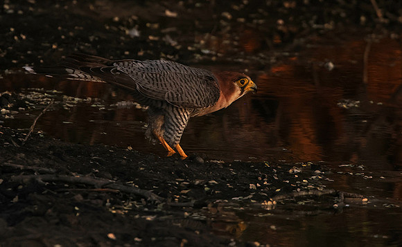 Red-necked falcon - Tau Pan