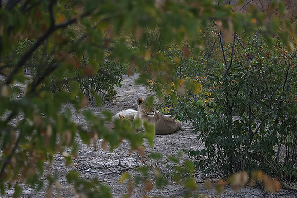 Ongava Private Reserve