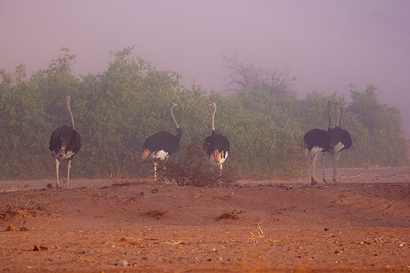 Damaraland