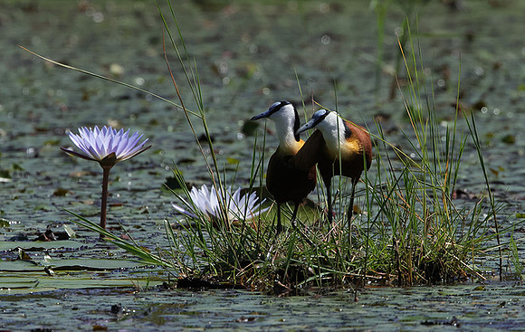 African jacana - Delta Of Okavango