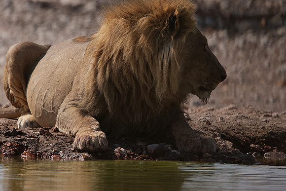 Ongava Private Reserve