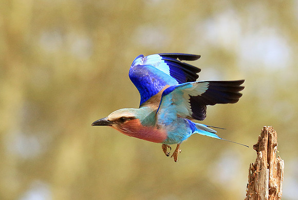 Lilac breasted roller