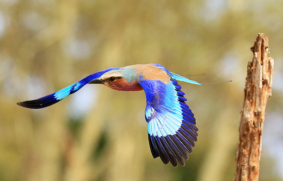 Lilac breasted roller