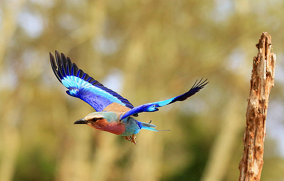 Lilac breasted roller