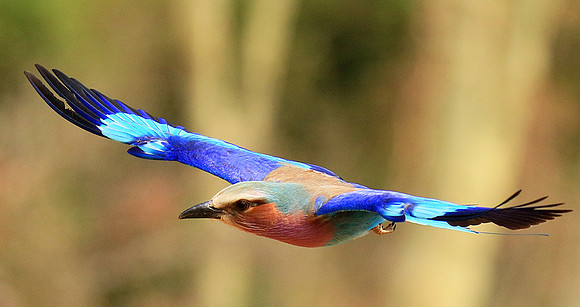 Lilac breasted roller